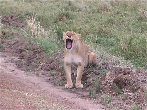 你拍攝的 89 Masai Mara - Lion。