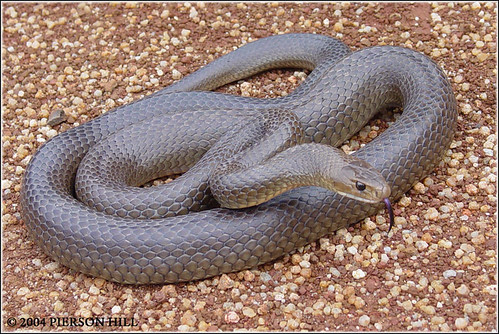 referred to as the Brown Snake, is an elapid snake native to Australia.