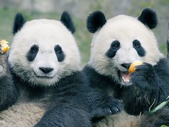 中國熊貓照片原圖