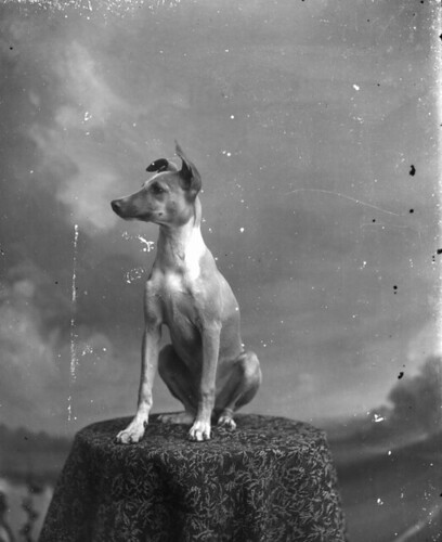 Dog posing on table par State Library and Archives of Florida