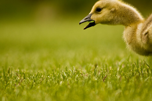 Gosling eating grass