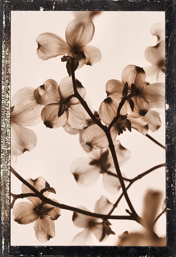Sepia Blooms