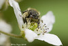 Beetle on a Flower