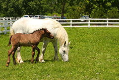A foal with his mother