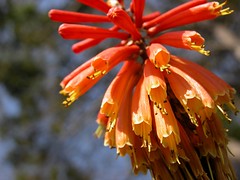 Flowers of the red hot poker (Kniphofia Uvaria)