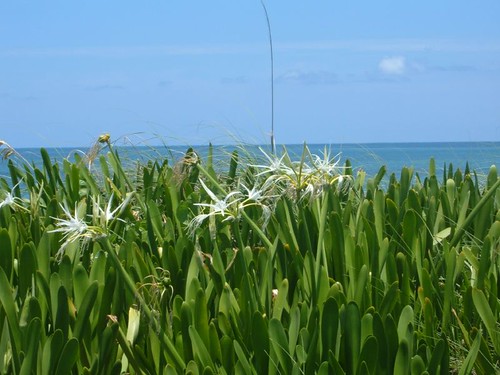 Lillies by the Sea