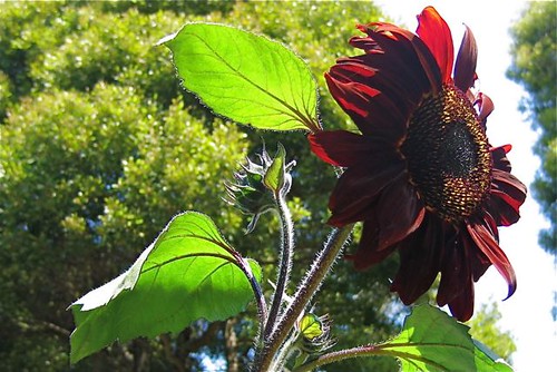 Schu Garden - Sunflower