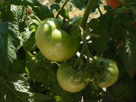 Green Tomatoes in July