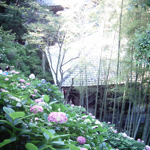 【写真】ミニデジ（MiniDigi）で撮影した、紫陽花の名所鎌倉長谷寺 眺望散策路（アジサイの径）の紫陽花
