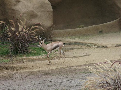 Nubian gazelle.JPG