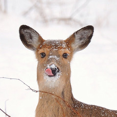 Merry Christmas Deer!! by JRIDLEY1