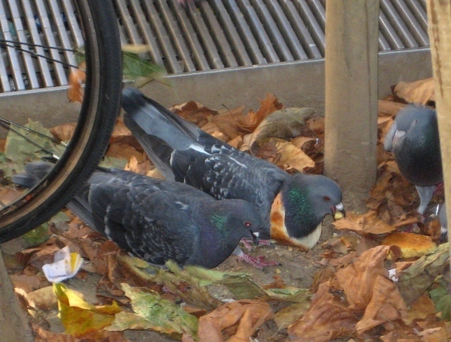 Trendy Pigeon (1)