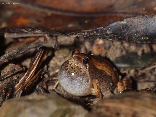 小雨蛙 Microhyla fissipes boulenger