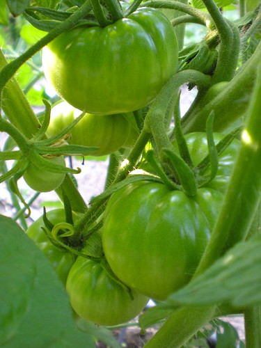 zebra green tomato