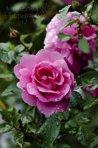 183:365 Roses in the rain