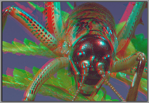Use anaglyph goggles red over the left eye to see in stereoscopic 3D