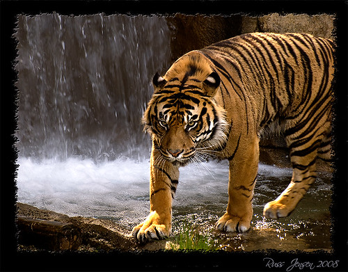 Tiger waterfall