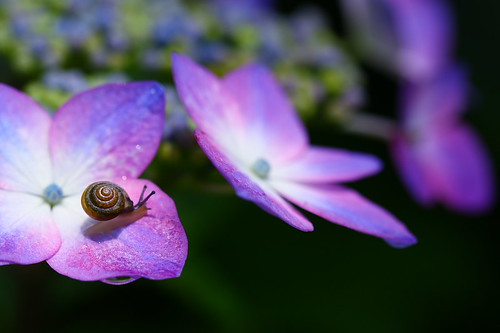 hydrangea＆snail