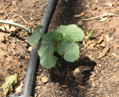 Okra growing pictures