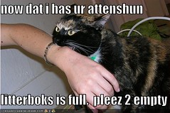 funny-pictures-cat-has-your-attention-now