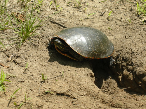 Midland Painted Turtle {Chrysemys picta marginata}