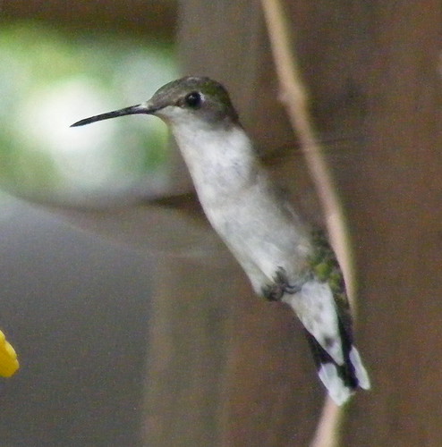 Hummingbirds (8)