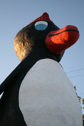Giant Penguin