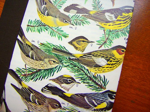 Golden Throated Warblers - Detail