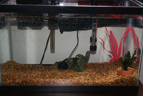 goldfish tank setup. from my goldfish tank.