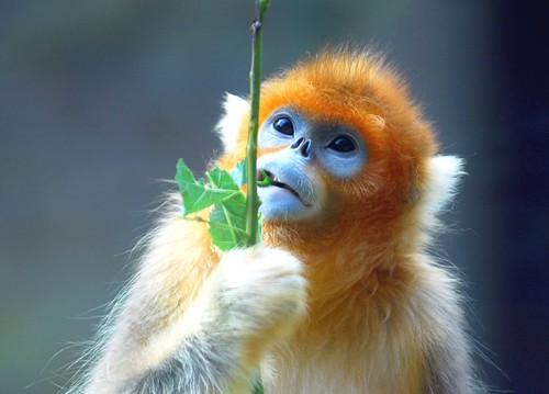 Golden snub nosed monkey