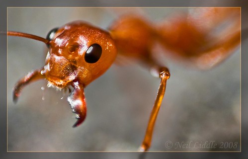 Salivating Ant by NeilsPhotography.