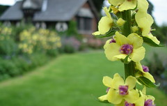 Verbascum chaixii in front of Tea Cottage