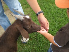 Owen feeding baby goat
