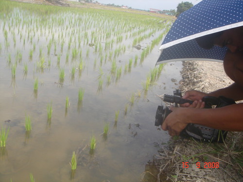 Getting close-ups of the rice plants