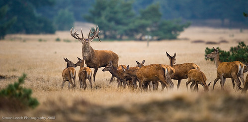 Herd (?) of deer