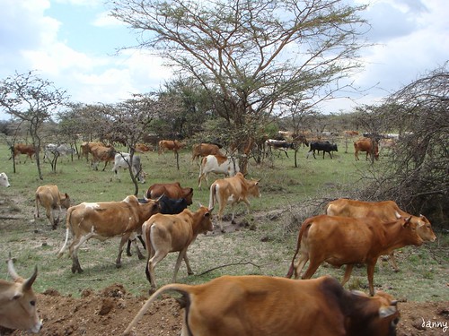 你拍攝的 7 On the Way to Masai Mara。