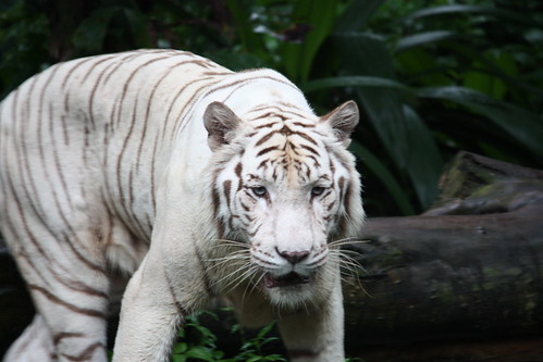 deformed white tiger pictures. White Tiger