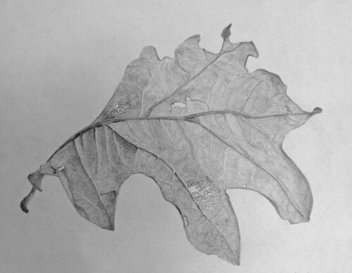 Drawing: Scrub Oak Leaf