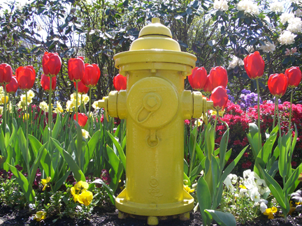 41tulips_water_hydrant