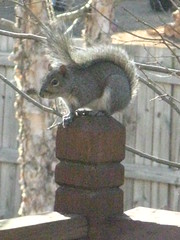 Sassy squirrel
