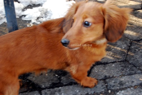  4 month old red long haired dachshund puppy downtown new york city dog 