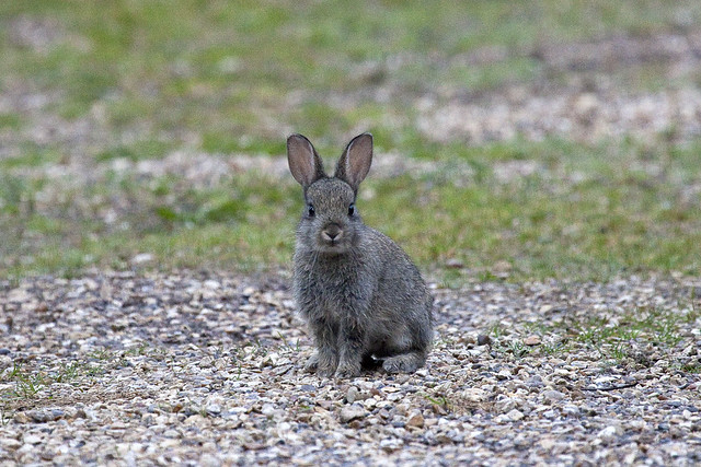 European Rabbit (Oryctolagus cuniculus)