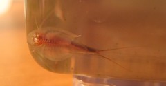 Triops, day 10