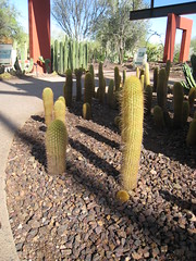 Desert Botanical Garden Cactus