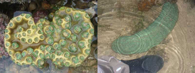 H.Coral-Turbinaria sp (Cyrene)& Ctenactis sp (Hantu)