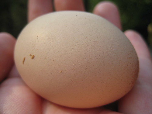 Egg close up