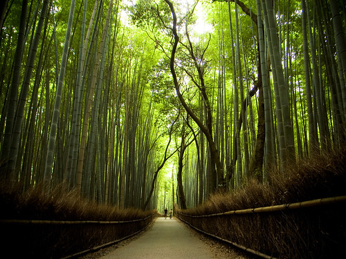 Thumb Un camino de bambúes