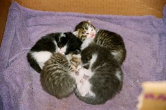 Pile o' kittens