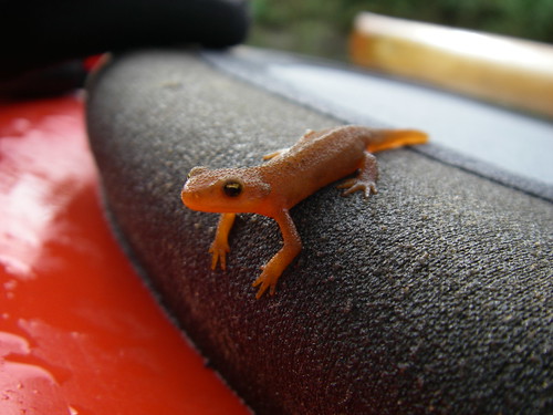 tiny newt!