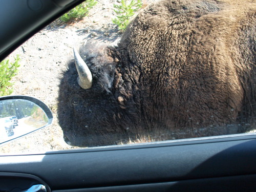 Oops, Bison Crossing, Yellowstone NP